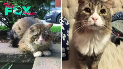 Cat Who Lived A Rough Life Finds Love And Gets Happiness Back In His Beautiful Eyes