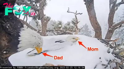 be.Family bonding image: Two eagle parents take turns covering their eggs with snow to protect them from the California storm