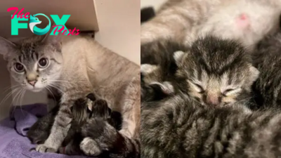 Cat Gives Birth To 6 Kittens While Her Owner Is At Work