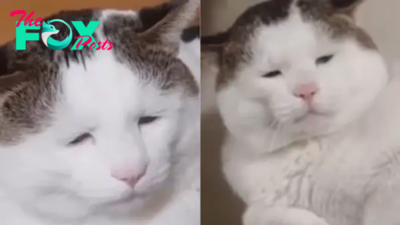 A Cat Born With Ptosis Becomes Famous For His Unique Face