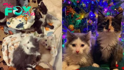 Meet The Kittens Who Have Defied The Odds And Survived A Fatal Disease