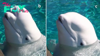 Beluga whales appear to change the shape of their melon heads to communicate, scientists discover