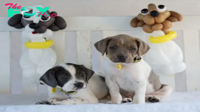 Dogs Trust hopes to capture hearts with balloon dogs