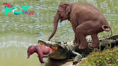 binh. “Mother’s Valor: Epic Battle Between Elephant and Crocodile for the Rescue of Swallowed Calf – A Heart-Stopping Encounter of Wildlife Determination and Maternal Instinct.”