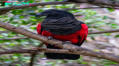 STK.   Dracula Parrots: The unique “vampire” looking bird.