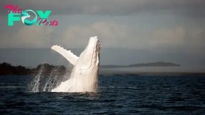 LS “”The offspring of Migaloo? A remarkably rare white whale is sighted a mere 500 meters from the Australian coastline.””