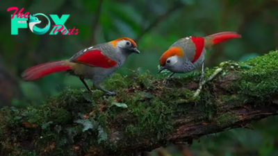 QL An Exquisitely, Distinctively Colored, Yet Thoroughly Shy Bird That Stands Out Despite Their Best Efforts To Remain Inconspicuous – Meet The Red-tailed Laughingthrush!