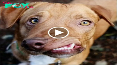 El perro feo con la cara distorsionada: una fuente de inspiración para muchos