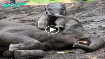 Heartfelt fагeweɩɩ: Baby Elephant’s Tearful Goodbye to Mother Before Elephant Orphanage Journey