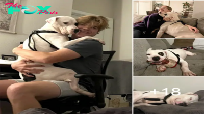 LS ”The longest shelter dog falls asleep smiling when he finally is recused by a loving family”