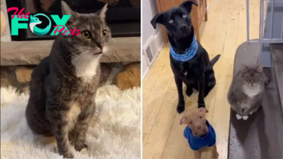 Thanks To Her Great Fostering Skills, This Senior Kitty Earned The Title Of “The Dog Whisperer”