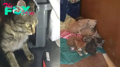 Mama Cat Begs Her Rescuer To Let Her Out So She Can Take Care Of Her Injured Babies