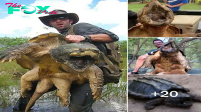 Nature’s Oddity: Peculiar Turtle Revealed, Known for Its Unique Ability to Ingest Species of Giant Crocodil