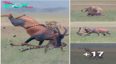 Savanna’s Pulse: Witness the Electrifying Pursuit as Majestic Cheetah Chases Prey with Grace and Precision, Nature’s High-Stakes Drama Unfolds. (Video).tm