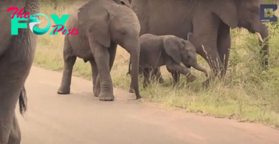 Baby elephants can’t control their trunks and it’s hilarious to see them try