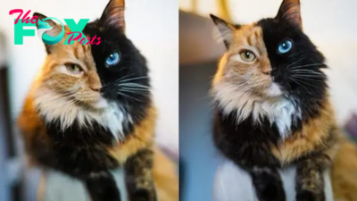Meet Quimera, The Unique Two-Faced Cat