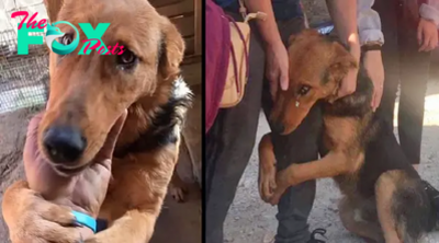 “Emotional Encounter: Abandoned Dog Hugs Stranger, Begging for a New Warm Place”