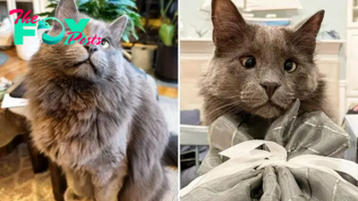 Once Abandoned At Shelter, Now This Cross-Eyed Cat Has A Loving Home