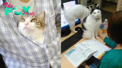 This Company Pays Its Employees For Every Cat They Rescue