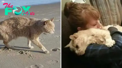Woman Rescues A 21-Year-Old Abandoned Cat Making Sure He Enjoys His Last Days