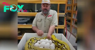 /10. A man learns the hard way not to tamper with a mother snake’s eggs.