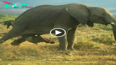 Rescuing an Infertile Elephant: After 22 Years of Waiting in deѕраіг, She Finally Gives Birth