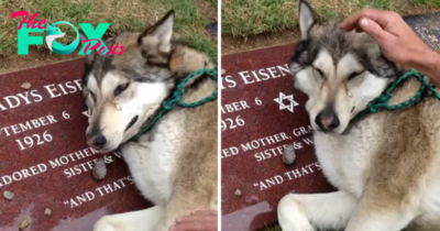 AH “With a broken heart, a grieving Husky can’t help but sob uncontrollably as it sits beside the grave of its beloved owner.”