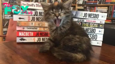 This Bookstore Is A Purrfect Place For Cat Lovers Who Love To Read