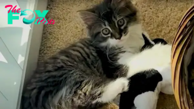 Cat Loved To Play With Stuffed Animals, Now Finally Gets A Sister