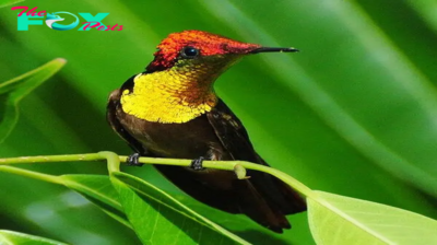 QL An unmistakable presence, this petite bird dons a multifaceted ruby-red crown and a dazzling golden throat!