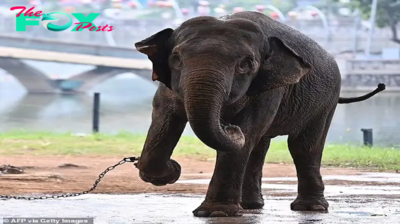 binh. “Elephant Liberation Campaign: Outcry over captive giants Thai and Banang in Vietnamese zoo sparks global concern for the welfare of these majestic creatures and calls for their release into sanctuary.”