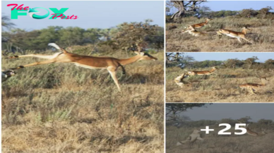 Impala makes life-saving leap of faith just beyond the сɩᴜtсһeѕ of a full-ѕtгetсһed lioness