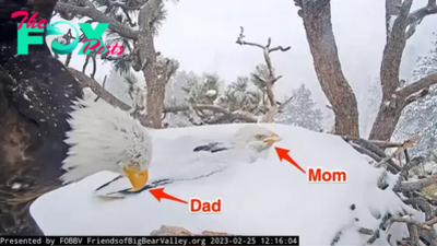 “Devoted Eagle Parents Brave California Storm to Shield Their Precious Eggs”SK