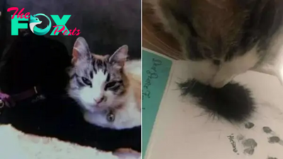 Cat Sees Her Late Best Friend’s Fur And Has The Sweetest Reaction