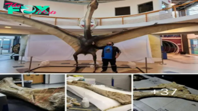 Argentina Unearths Ancient ‘Dragon of Death,’ Revealing the Majestic Secrets of Prehistoric Flying Reptiles