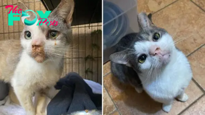 CS. “From Poisoned Stray to Pampered Purr: Tampa Woman’s Heartwarming Rescue Story”