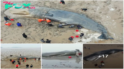 SQB.   Massive Ten-Ton Whale Rescued After 20-Hour Effort!