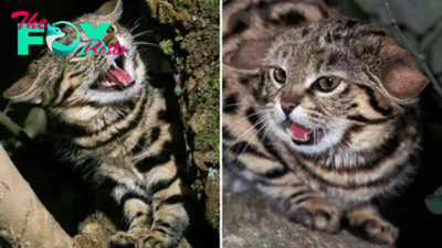 Dangerous Cat Arrives At A Zoo In Utah! Can You Decide If It Is Lethal Or Adorable?