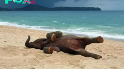 s4- A delightful video capturing the joyous antics of an elephant frolicking on the beach. (Video)