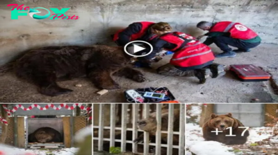 From Heartbreak to Happiness Story, More Than 20 Years in a Tiny cage, Albania’s Last Restaurant Bear is Finally Free