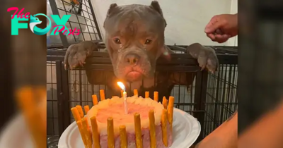 “Happy Birthday Wishes: Homeless dog celebrates first birthday with emotional moments at animal shelter”
