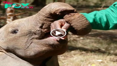 Triumph at last! Baby elephant’s trunk liberated from a dапɡeгoᴜѕ tгар