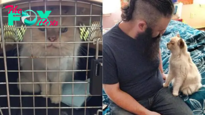 Abandoned Senior Feline Kiki Traded Shelter For A Loving Home