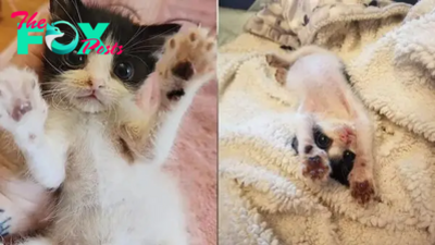 Tiny Kitten Screams Every Day Until He Gets Back On His Paws