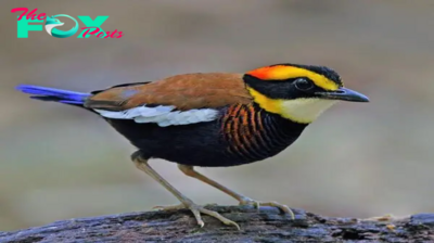 QL Bornean Banded Pitta: A Perfect Blend of Color and Grace in Nature’s Bird Masterpiece, Revealed Through Beautiful Feathers and Graceful Presence