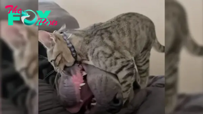 You Don’t Want To Miss This Tiny Kitty Bully His 130-Pound Canine Brother