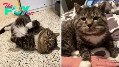 Cat Rolls All Over The Ground In Front Of His Adopters After Years Of Wandering Outside