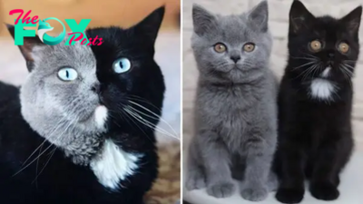 This Two-Faced Cat Becomes A Father To Kittens Sporting His Own Colors