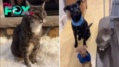 Her Fostering Skills Are So Amazing That This Senior Kitty Earned The Title Of “The Dog Whisperer”