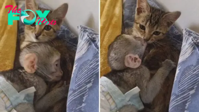 Marble The Rescue Kitten Offers Orphaned Monkey The Gentle Nurturing He Needs